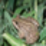frog